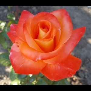 Meet your Posher, Cecelia